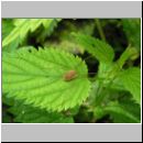 Rilaena triangularis - Weberknecht 03.jpg